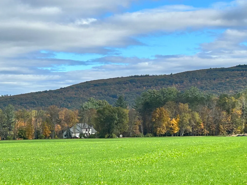 Beautiful field with tall trees